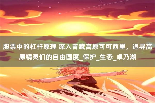 股票中的杠杆原理 深入青藏高原可可西里，追寻高原精灵们的自由国度_保护_生态_卓乃湖