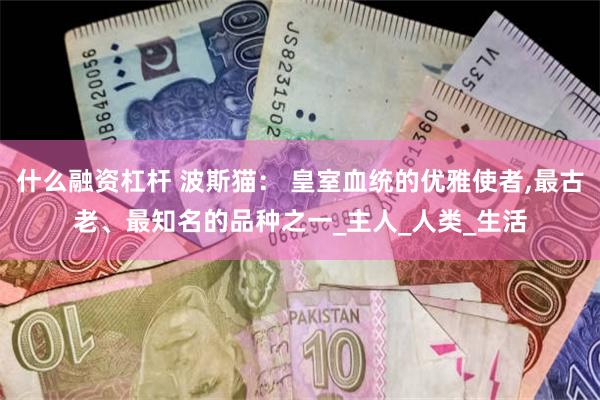 什么融资杠杆 波斯猫： 皇室血统的优雅使者,最古老、最知名的品种之一_主人_人类_生活