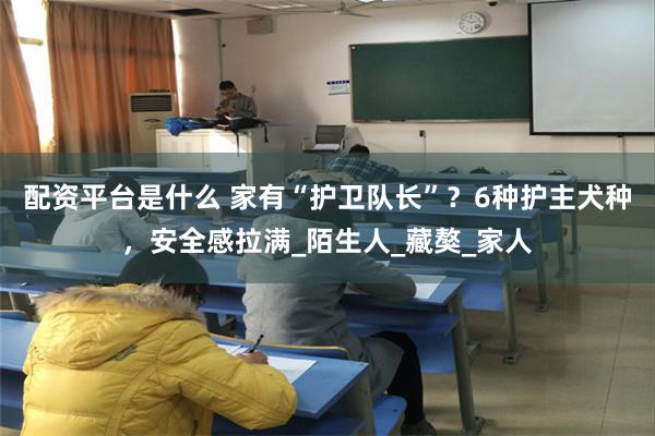 配资平台是什么 家有“护卫队长”？6种护主犬种，安全感拉满_陌生人_藏獒_家人